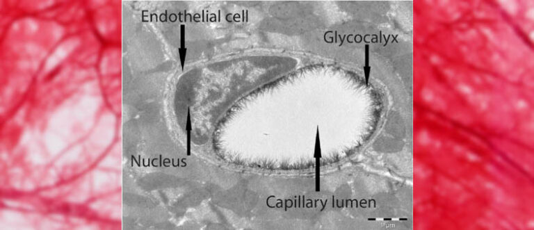 glycocalyx-function