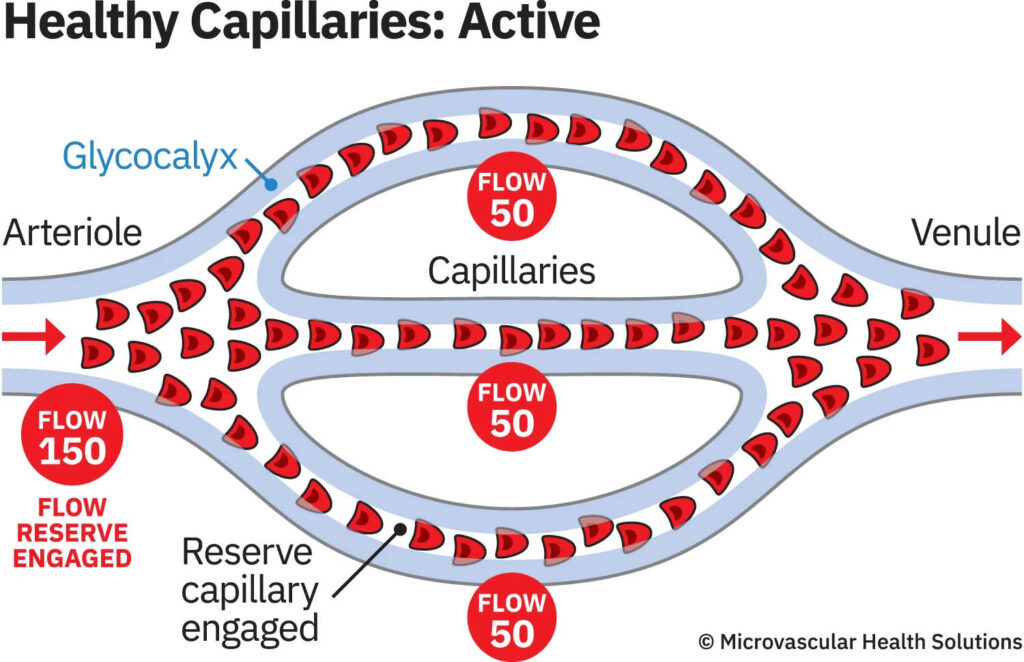 healthy capillaries active