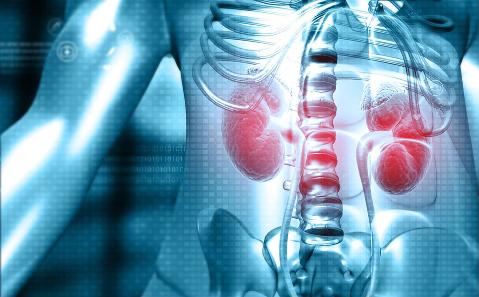 kidney regeneration and cellular reconditioning